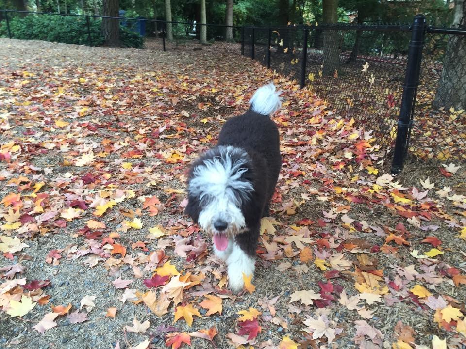 中華民國獸醫內科醫學會公佈最新「門外犬行為危機指數大調查」指出，近九成家犬為「門外犬」(意指飼養於家中卻有外出行為的家犬)，是感染心絲蟲與內、外寄生蟲危機指數最高的潛在對象。張峻豪/翻攝