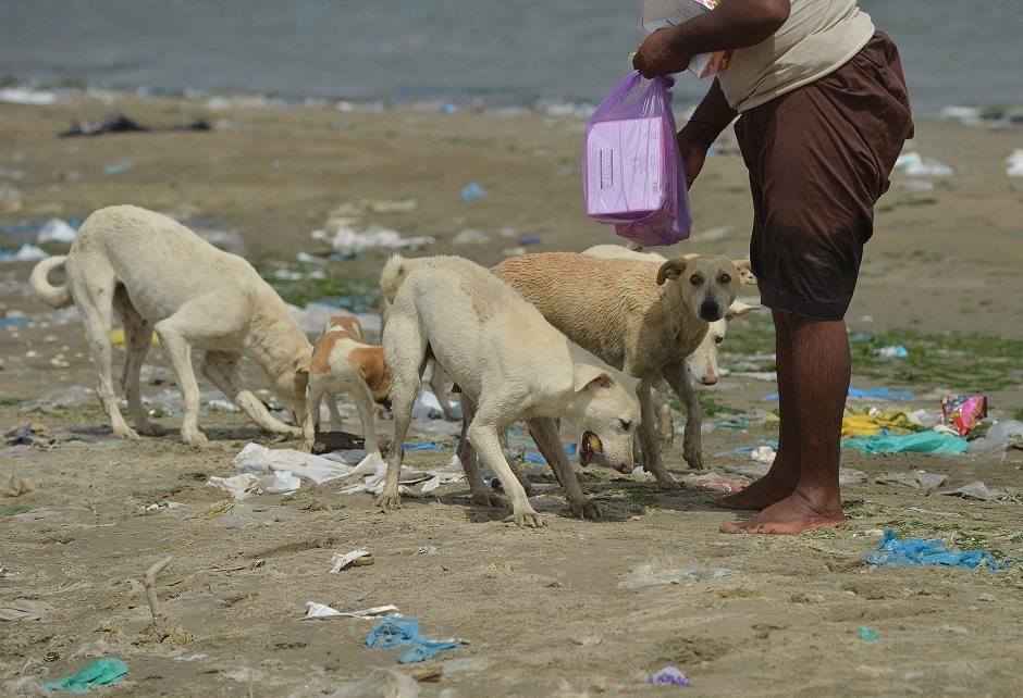 在「犬之島」上，一名漁夫正在餵食野狗們。「犬之島」上隨處可見被沖上岸的垃圾。 Photo: Express Tribune
