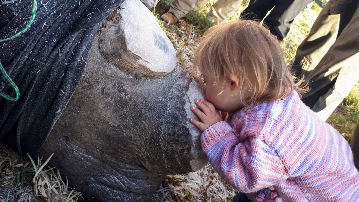 Ava嘗試安撫白犀牛Chuck。(Ayesha Cantor)