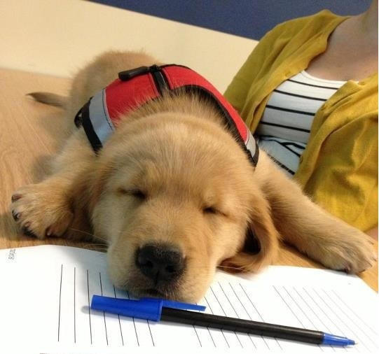 圖為一隻正在接受訓練的協助犬。服務犬是協助犬的其中一種。 Photo: National Institute for Occupat