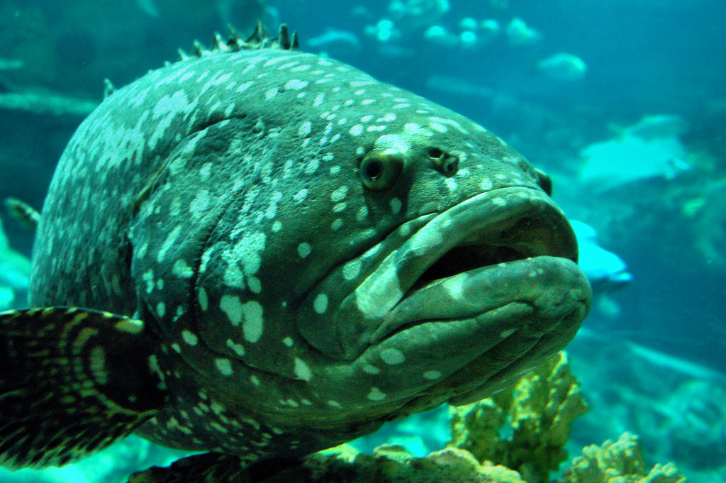 昆士蘭石斑。圖片來源:Justin Gaurav Murgai(CC BY-NC-ND 2.0)