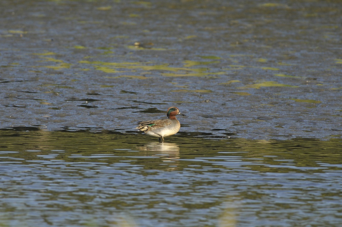 台北國際賞鳥博覽會規模僅次於英國賞鳥博覽會,為亞洲地區最大的賞鳥博覽會。台北市動保處/提供