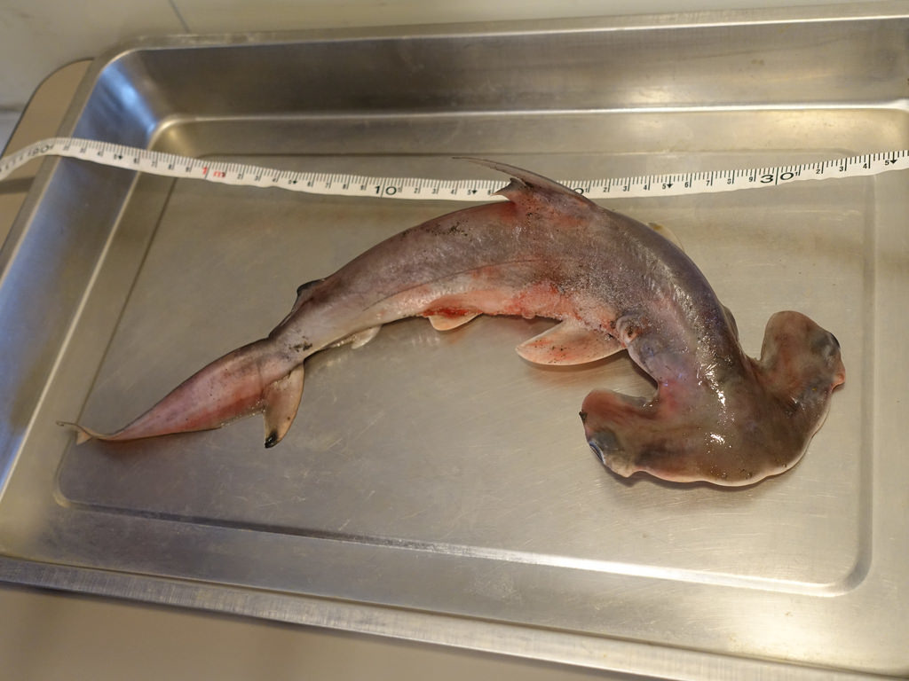 中研院調查團隊發佈，在大潭藻礁發現國際瀕危種「雙髻鯊」的幼鯊。賴品瑀攝。