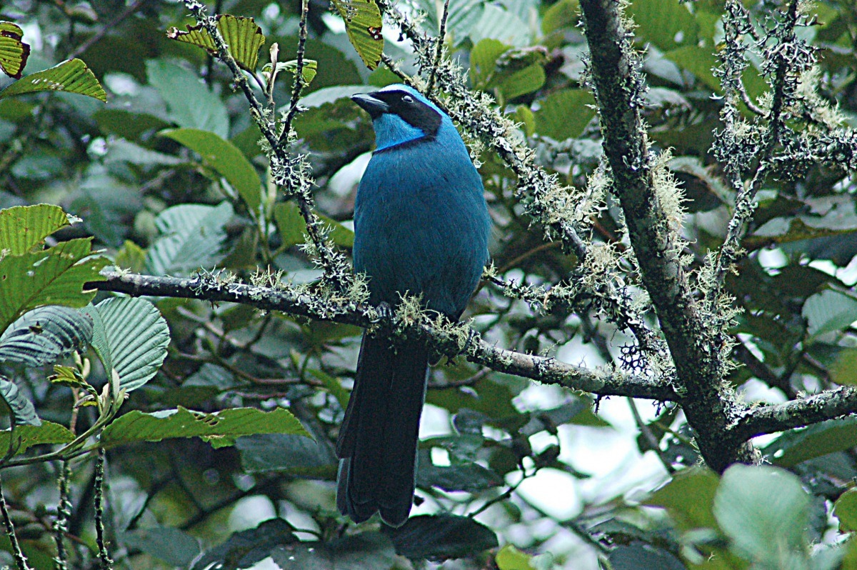 在厄瓜多中部的納波省(Napo Province),一隻青綠藍頭鵲(Turquoise Jay)站在樹梢上休息著。 Photo: Don Henise