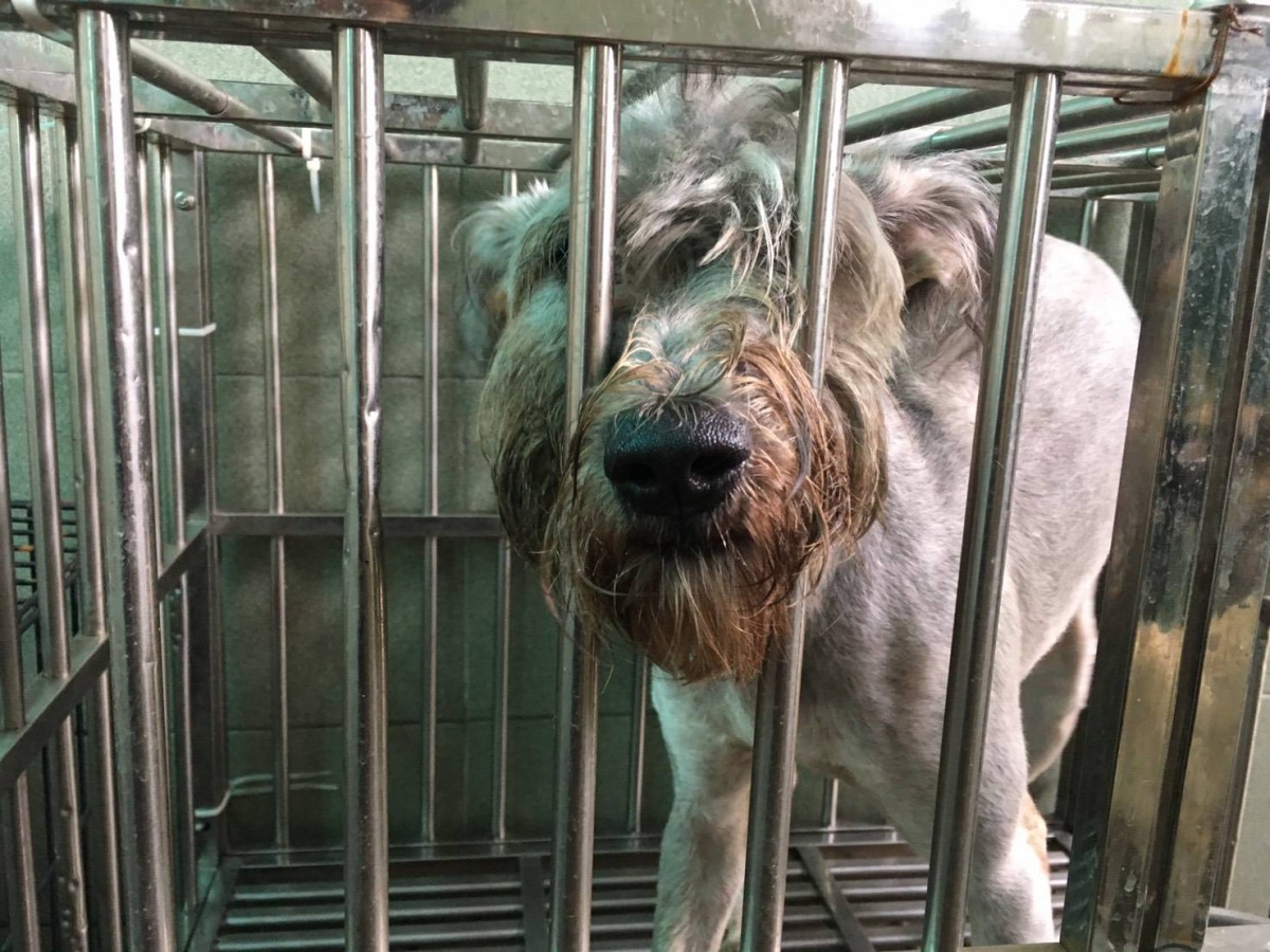 被離家情侶棄之在家的狗，安置收容所後已由動保團體認養。 圖/台南市動保處提供