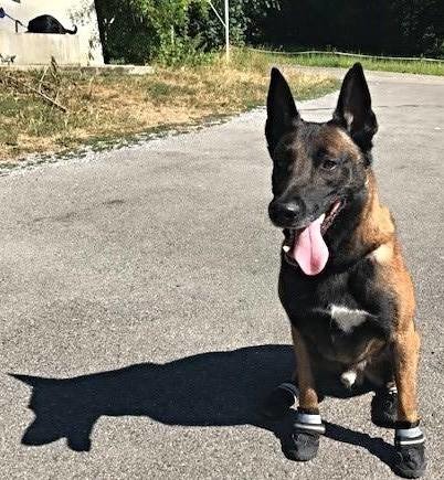 天氣熱到不像話，你幫你的狗穿好鞋子了嗎？ Photo: Stadtpolizei Zürich