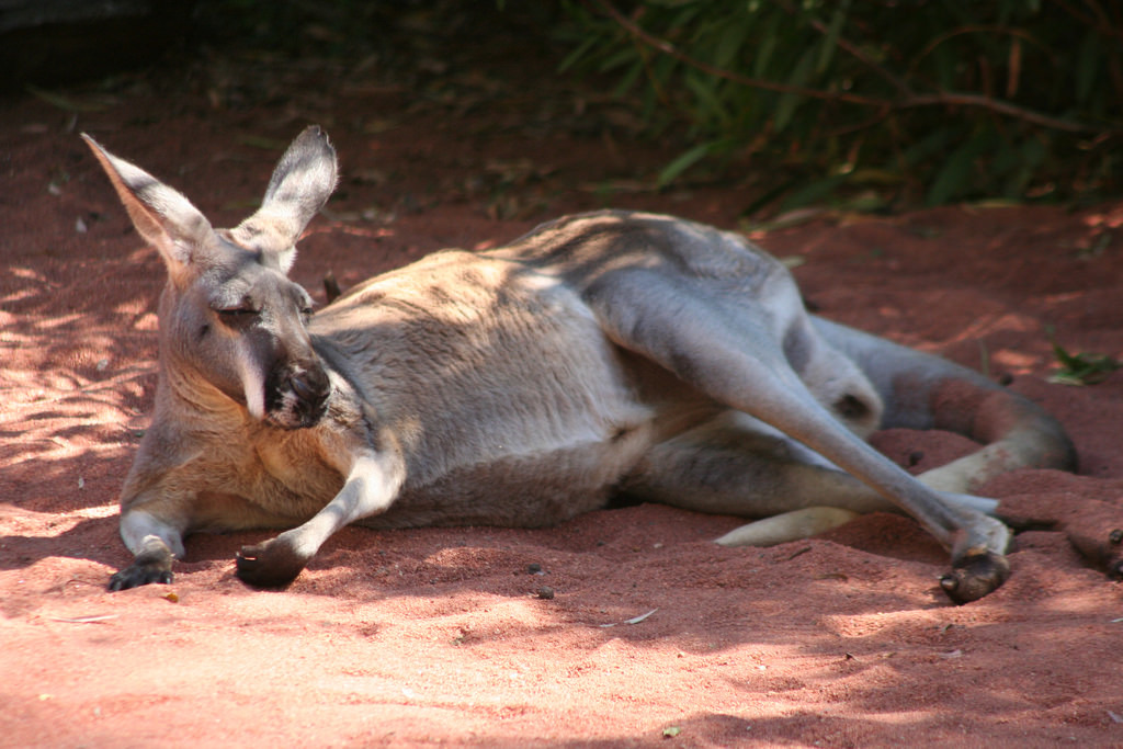 對坎培拉的居民來說，他們最近真的看到太多袋鼠了。 Photo: jackoscage