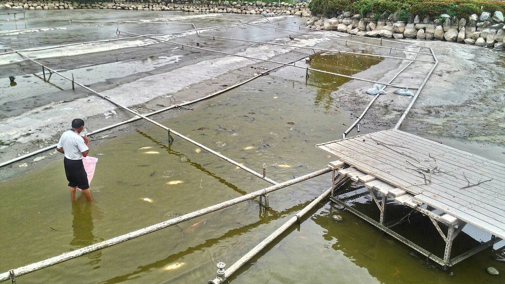 動保團體動物社會研究會指出,台中市豐樂雕塑公園水池整修工程,池魚、水鴨、烏龜在池底曝曬而死或奄奄一息。動社提供。