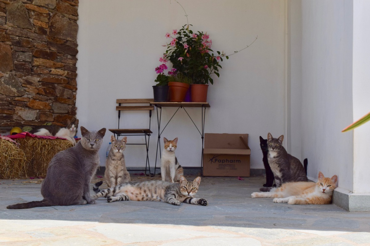 在希臘錫羅斯島的貓咪庇護所，一群貓咪待在陰影下等待所長帶食物回來。 Photo: Gods Little People Cat Rescue