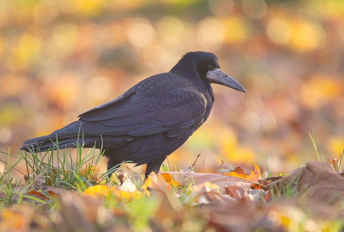 狂人國主題樂園老闆希望,這些烏鴉員工能發揮宣導不要亂丟垃圾的效果。圖為 2017年11月,在波蘭有一隻烏鴉站在落葉上。 Photo: hedera.baltica