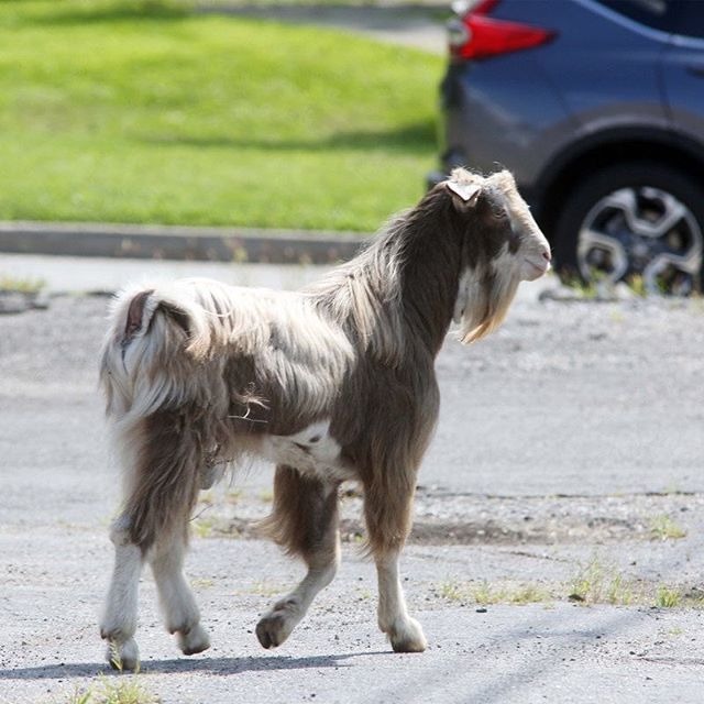 牠是一年多前從哈克特斯敦市家畜拍賣行逃亡成功的山羊弗雷德(Fred)。 Photo: tired-of-all-the-winning ‏