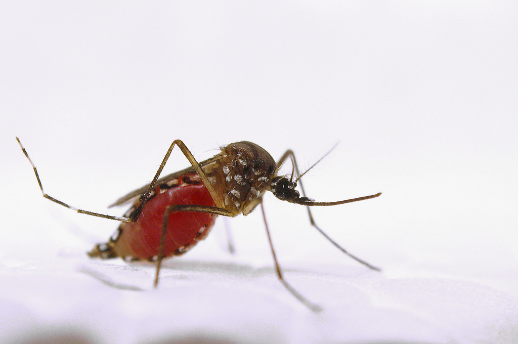 埃及斑蚊，Aedes aegypti。圖片來源：美國農業部 USDA-ARS