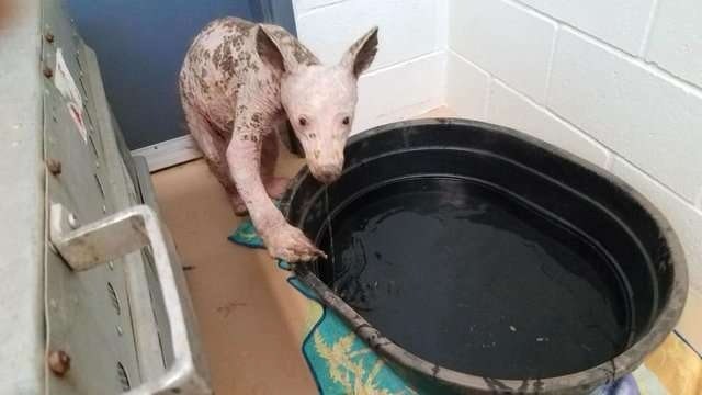 美國加利福尼亞州一個居民發現了一個看起來十分奇怪的生物 (FFAWC)