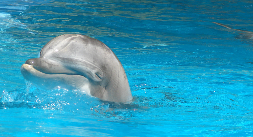 最近，法國布列塔尼地區的海岸因為一隻海豚受到各大媒體的關注。上圖非當事海豚。 Photo: veesees