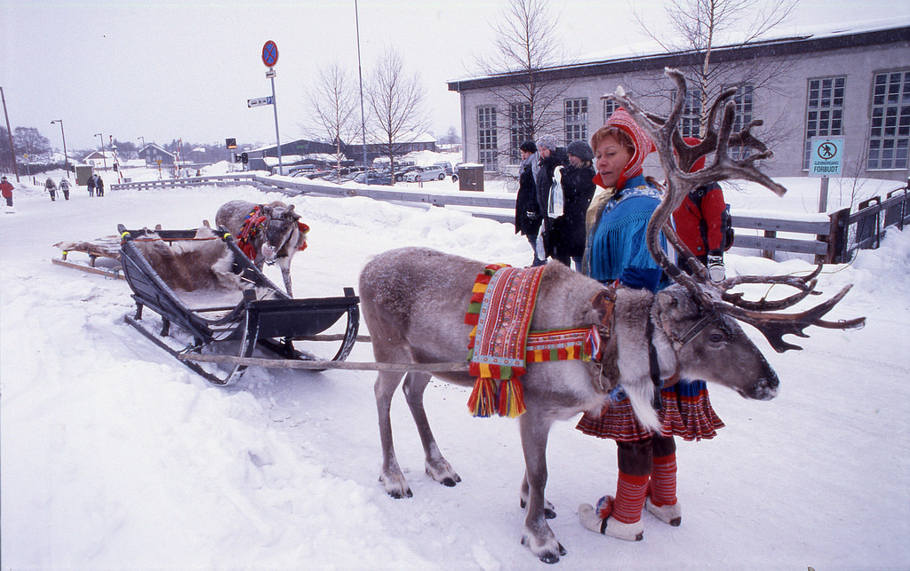 薩米馴鹿。圖片來源：Sigmund（CC BY-NC 2.0）