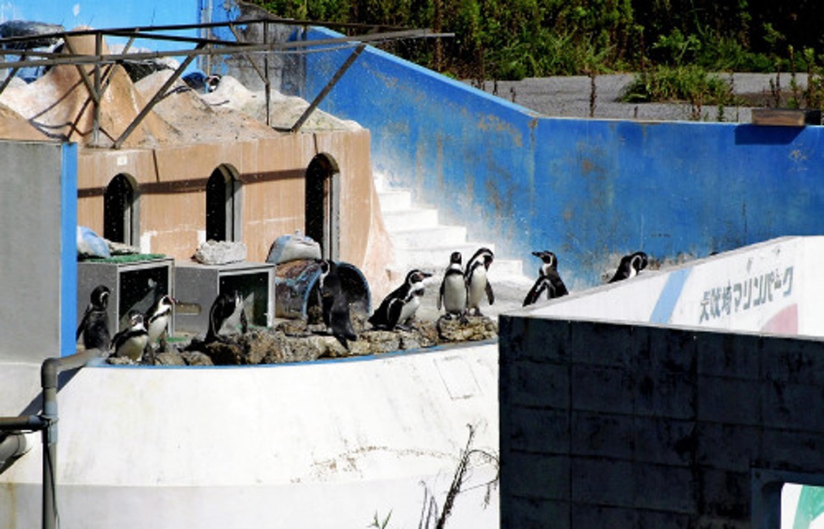 企鵝滿身灰塵,就這樣呆站在如廢墟的展示區中。(Eikisato影片截圖)