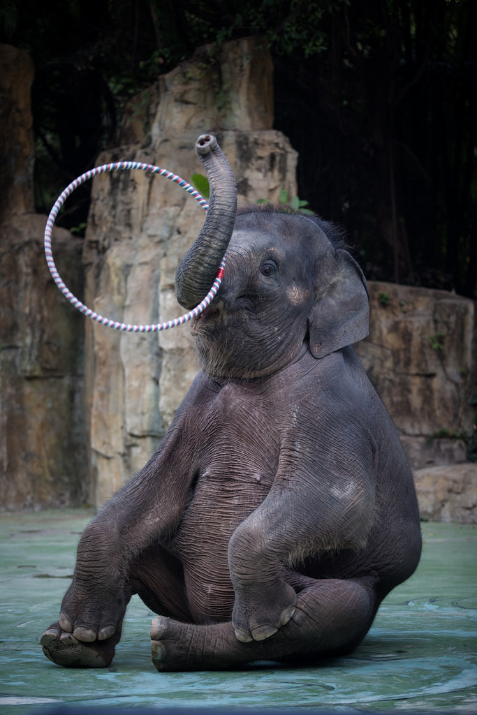 廣州長隆集團曾經從辛巴威引進大象,該集團經營主題公園、旅館、娛樂休閒等項目,是中國旅遊業的龍頭集團企業。圖片來源:Animals Asia(CC BY-NC 2.0)