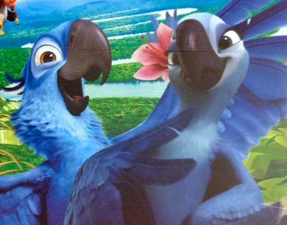 圖為《里約大冒險 2》的宣傳看板。你知道電影裡的主角小藍是哪一種鸚鵡嗎? Photo: Mike Mozart