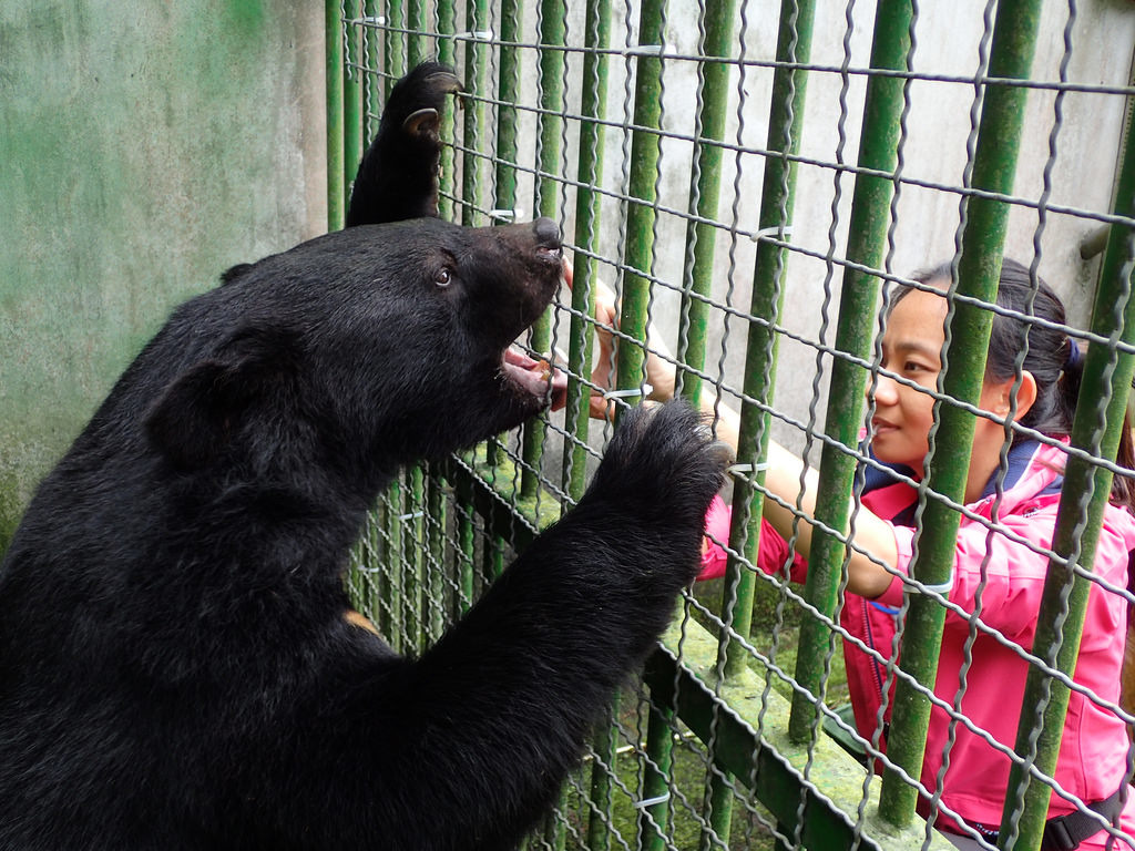 特生中心約聘動物訓練師謝明穎（右）透過行為訓練，為黑熊檢查牙齒。圖片來源：特生中心