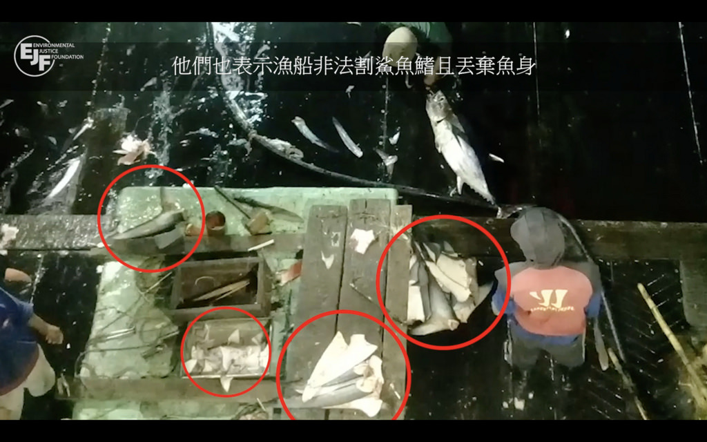 「福甡11號」船員提供船上作業情況,涉及非法割鰭棄身。圖片來源:環境正義基金會調查影片【拖網而逃:台灣未能阻止福甡11號剝削漁工及非法捕魚】影片截圖。