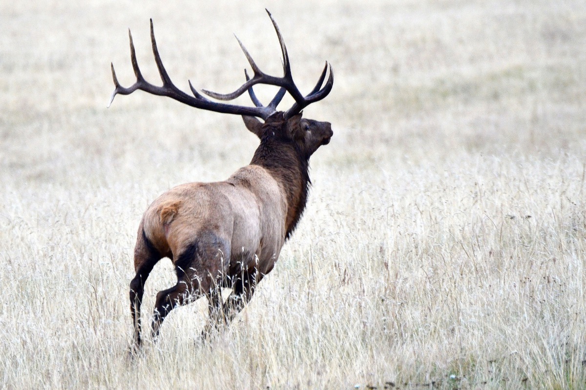 圖為 2014年9月,在美國新墨西哥州瓦勒斯火山(Valles Caldera)的一隻雄加拿大馬鹿。 Photo: Larry Lamsa