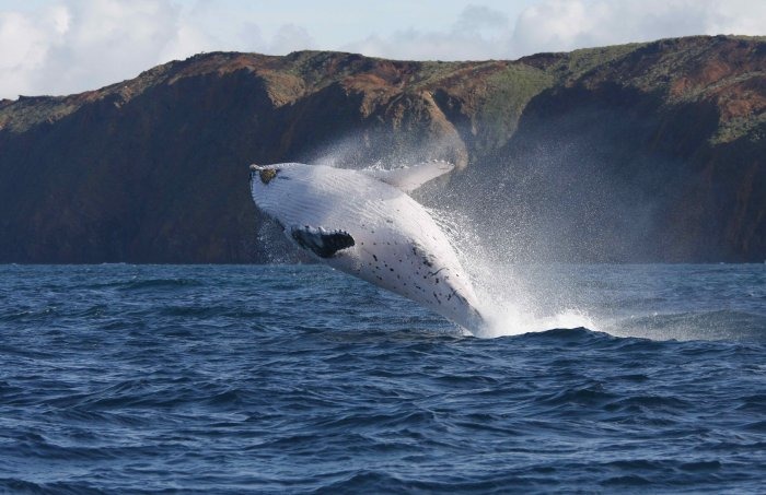 照片來源:國際捕鯨委員會
