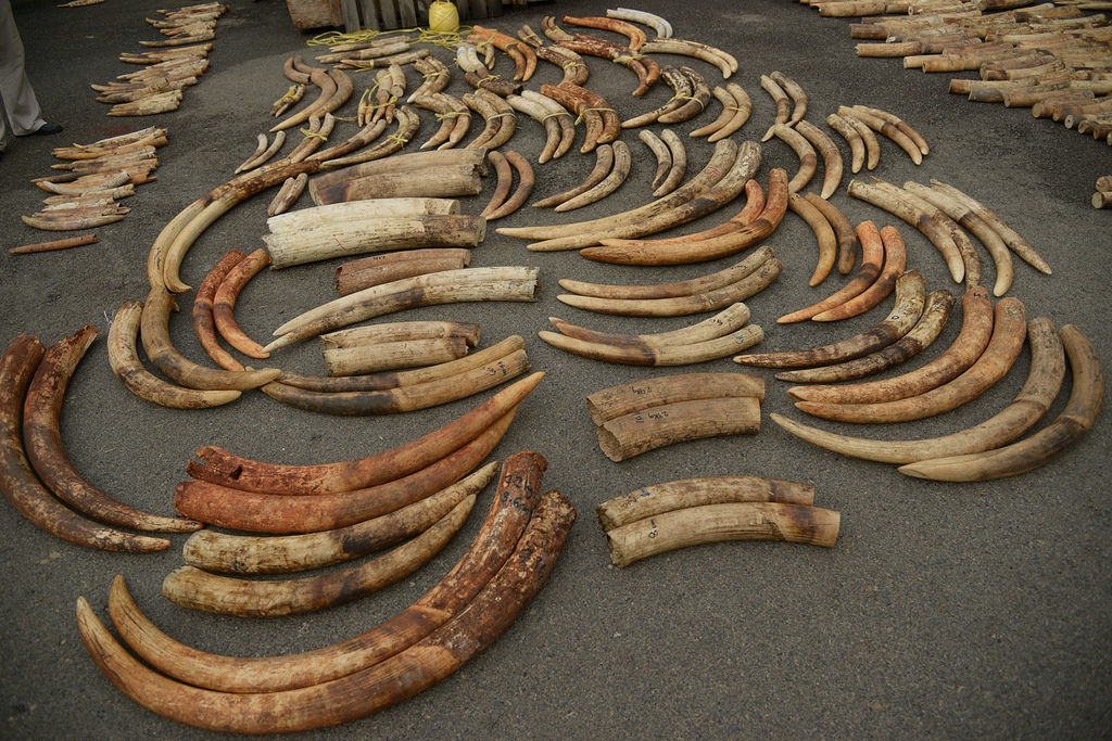 2015年在新加坡查獲一批走私象牙,研究團隊已將其分類完畢。圖片來源:華盛頓大學生物保育中心 Center for Conservation Biology/University of Washington