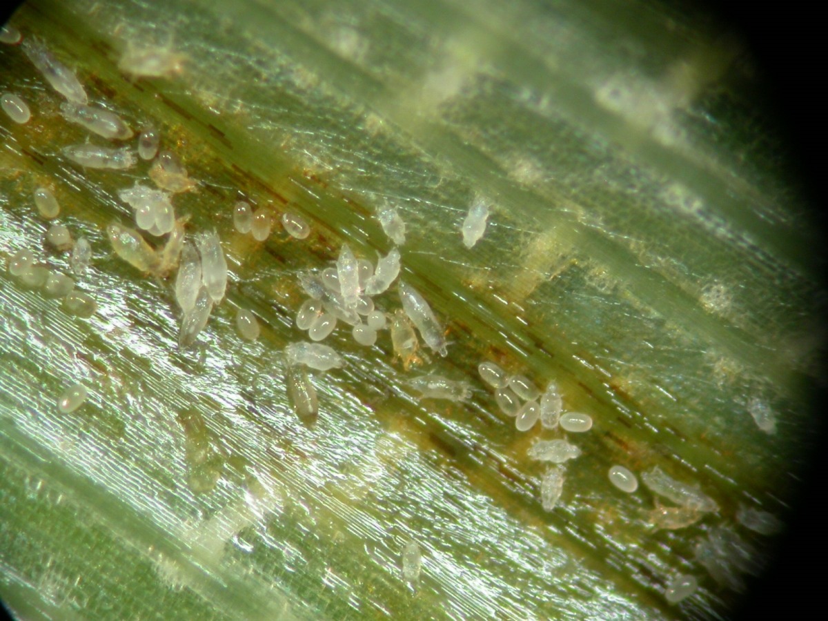 棲息於葉鞘內之稻細蟎。臺南區農業改良場/提供