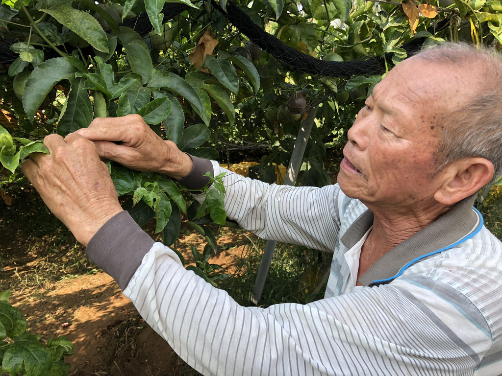 埔里農民徐松山自從使用電牧器圍網,收成增加,一年來常有農民團體參訪。攝影:廖靜蕙