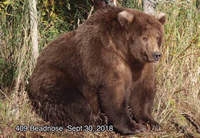 最胖大熊的大獎將會獎落誰家呢？Photo: Katmai National Park & Preserv
