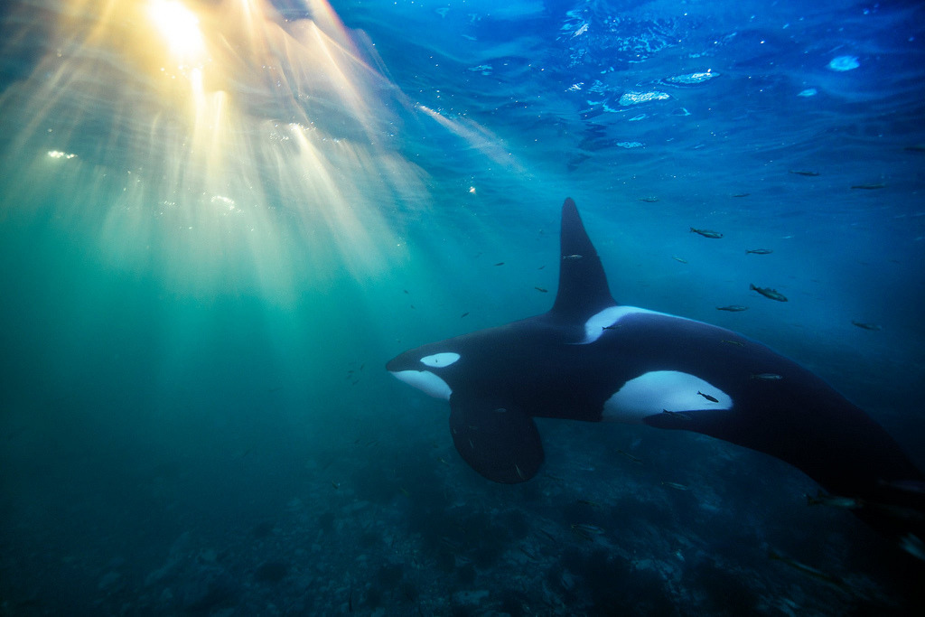 下個世紀的虎鯨族群前景堪憂。圖片來源:Audun Rikardsen/倫敦動物學會 The Zoological Society of London