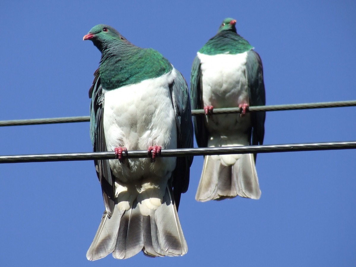 紐西蘭 2018年度鳥就是牠們啦! Photo: DonnaODonoghue