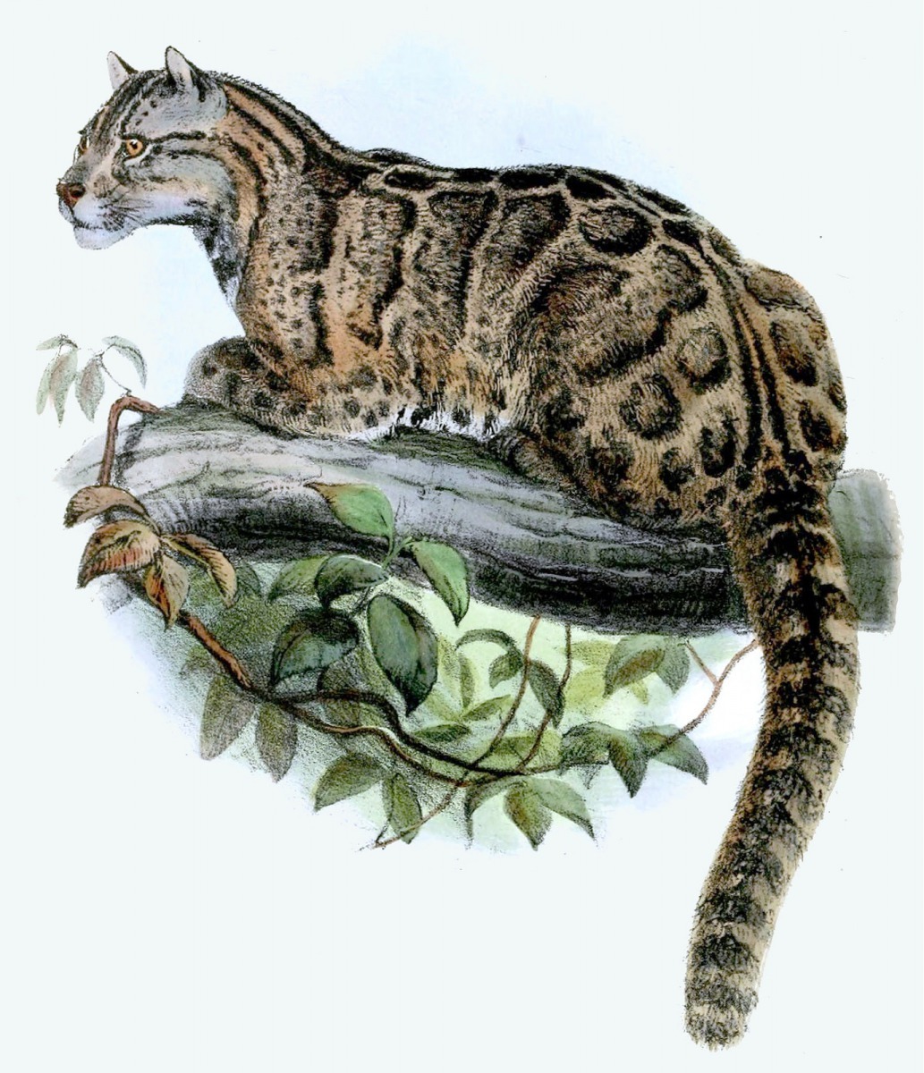 Leopardus Brachyurus Wolf 雲豹。作者：Joseph Wolf。
