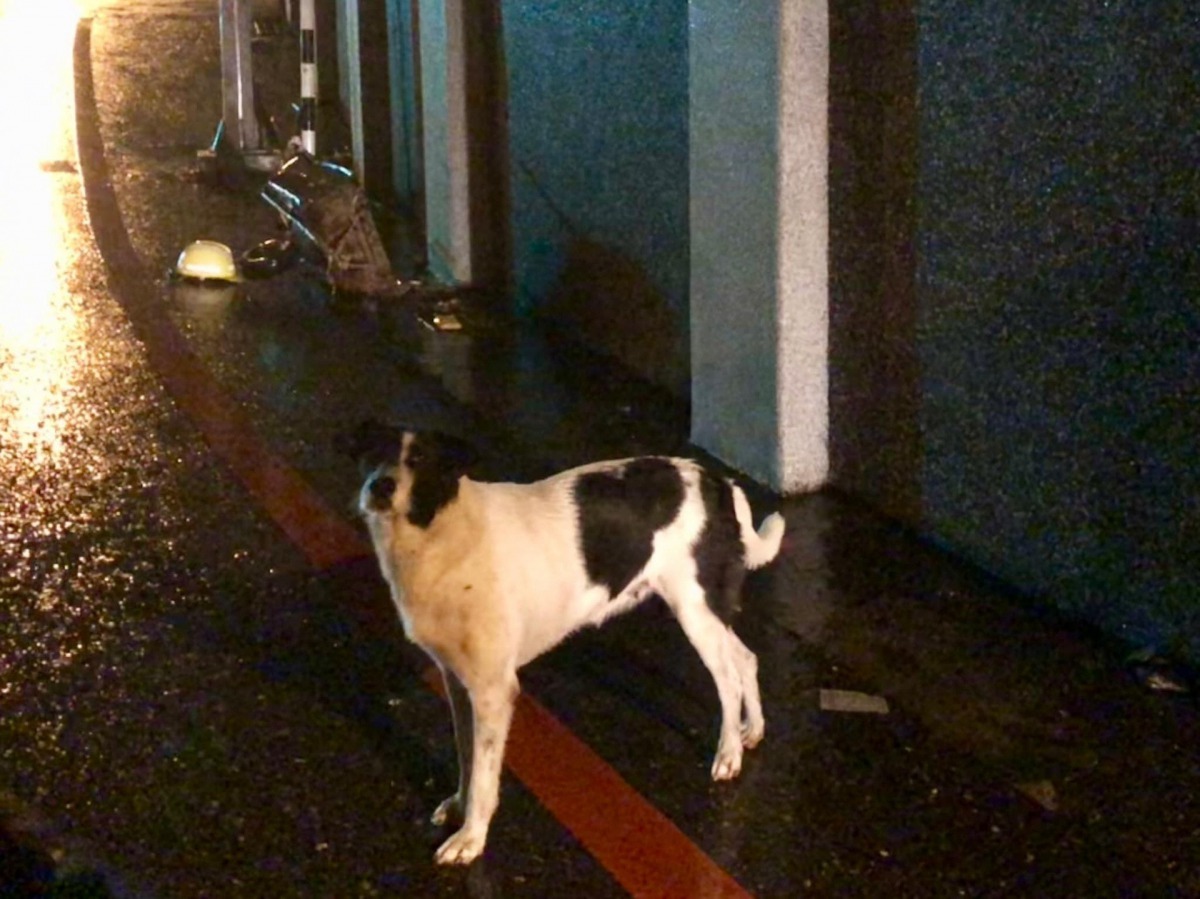 黑白小狗冒雨守候在安全帽旁,原來帽子是牠主人的。(花蓮人@facebook)