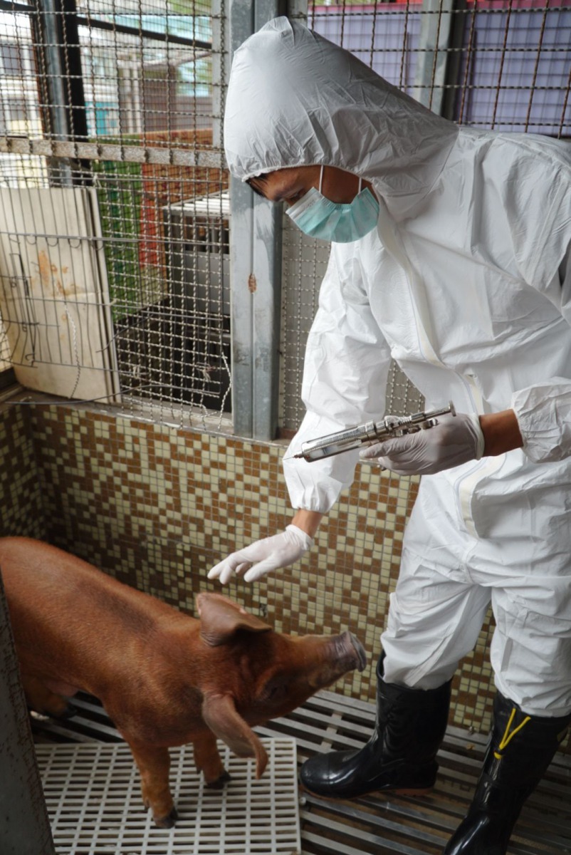 獸醫師林明宏為巧克力色豬「小支支」注射口蹄疫疫苗。劉凱/翻攝