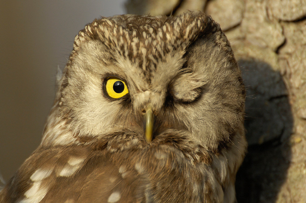 歐洲議會選舉即將到來,選民也相當關心氣候變遷與極端氣候。圖片來源:Staffan Widstrand / WWF