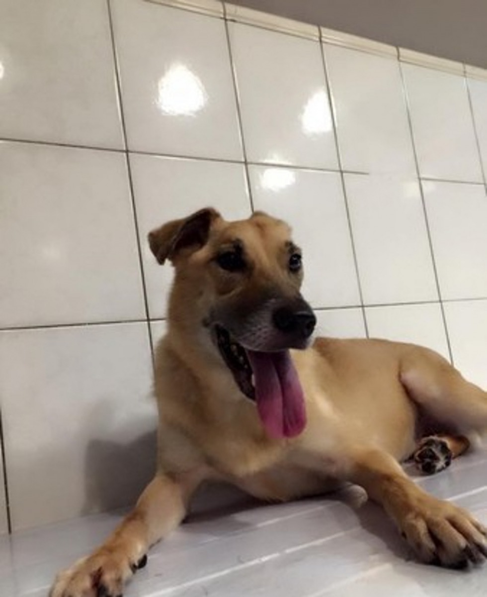 盧先生三年前遊逛公園時，無意間發現一隻狗狗被鋼索勒住頸子倒掛在樹上。（萌犬食堂寵物美容）