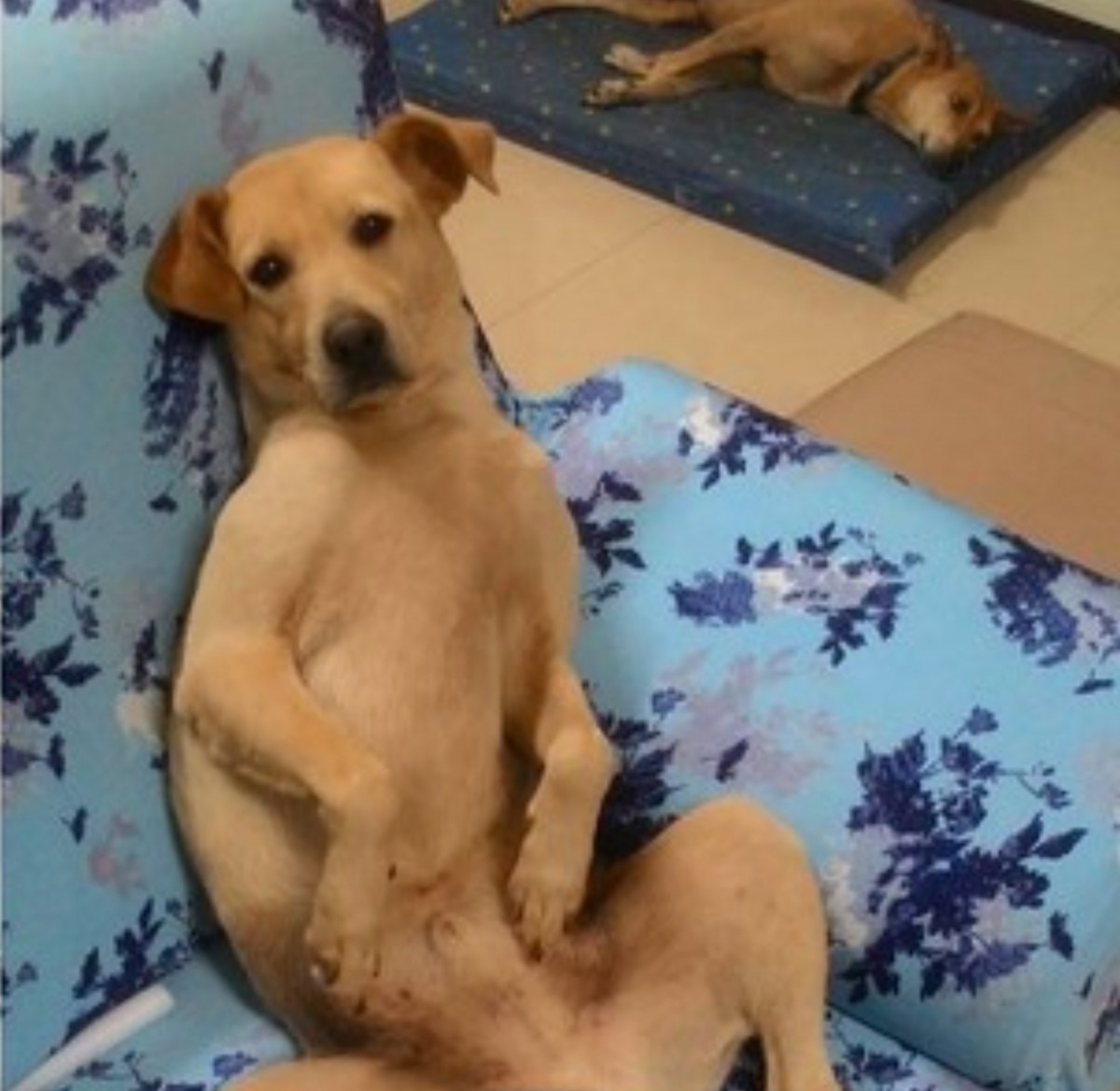 表情可愛的狗狗經半年時間收服了頑固婆婆。(虞舜婷Facebook圖片)