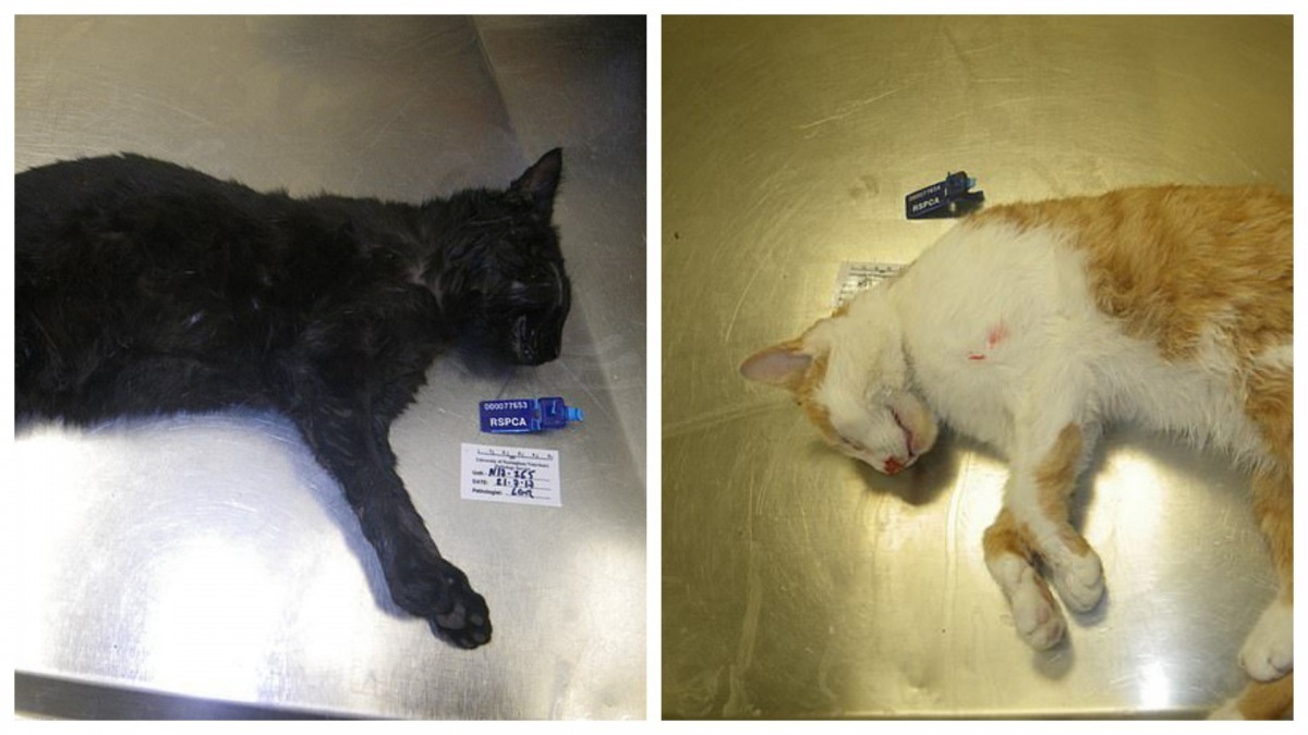 Abbi家裡有3隻貓咪,其中兩隻慘被溺斃。(SWNS)