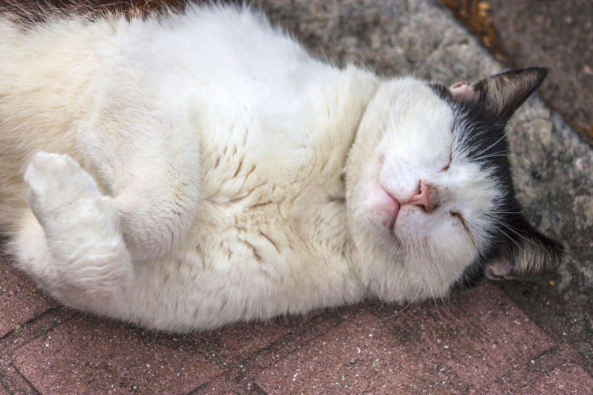 其實我們都誤會牠了? Photo: psyberartist