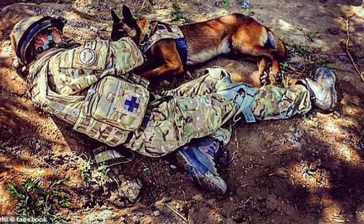 牠不止是工作犬,還是軍人出生入死的手足。(Facebook圖片)