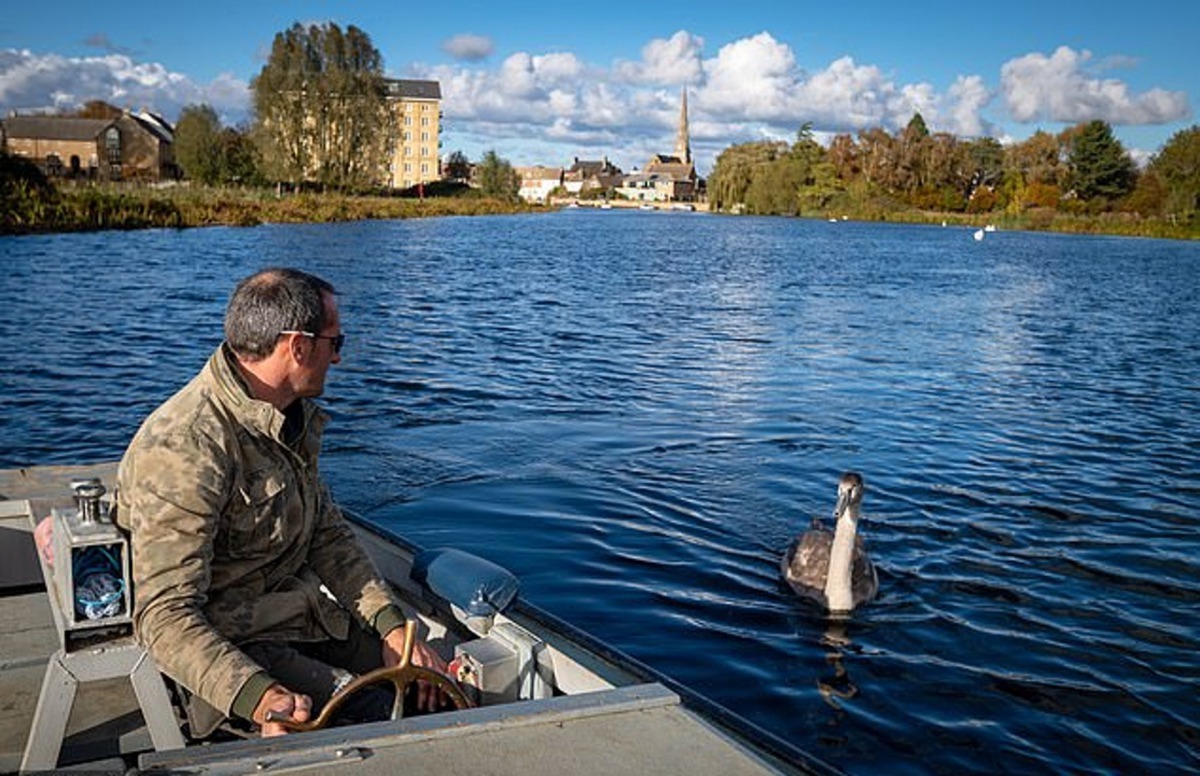 在10月尾時,Rob終於可與天鵝Sidney團圓。他吹起口哨,天鵝便慢慢游近,場面感人。(SWNS)