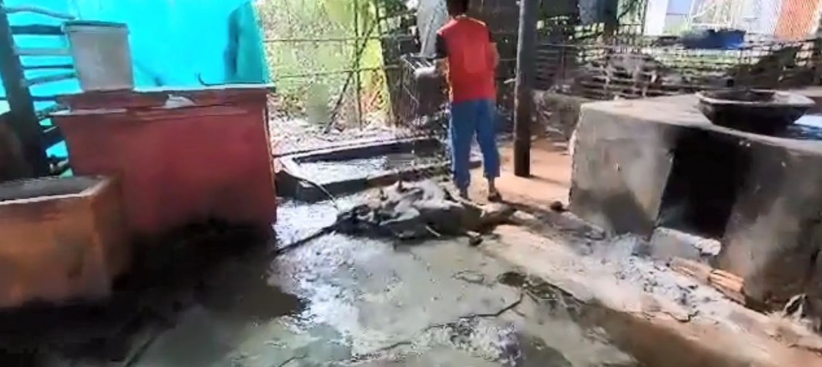 屠場職員將狗狗全部放入鐵籠後,就會以「浸豬籠」方式將狗狗殺死。(The Sound Of Animals)