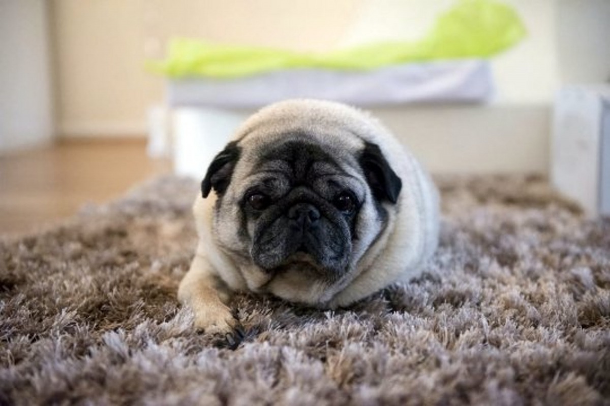 巴哥貪吃惹出禍,結果要動手術才脫險。(SWNS)