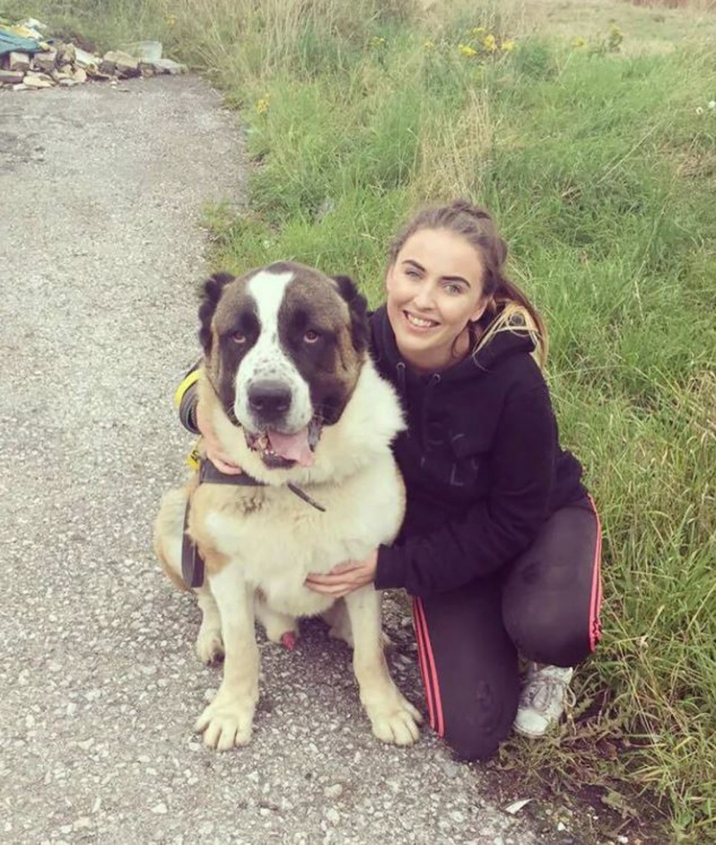 動保職員表示Winston是一隻乖巧的狗狗,對他們非常忠誠有禮。(The Dodo)