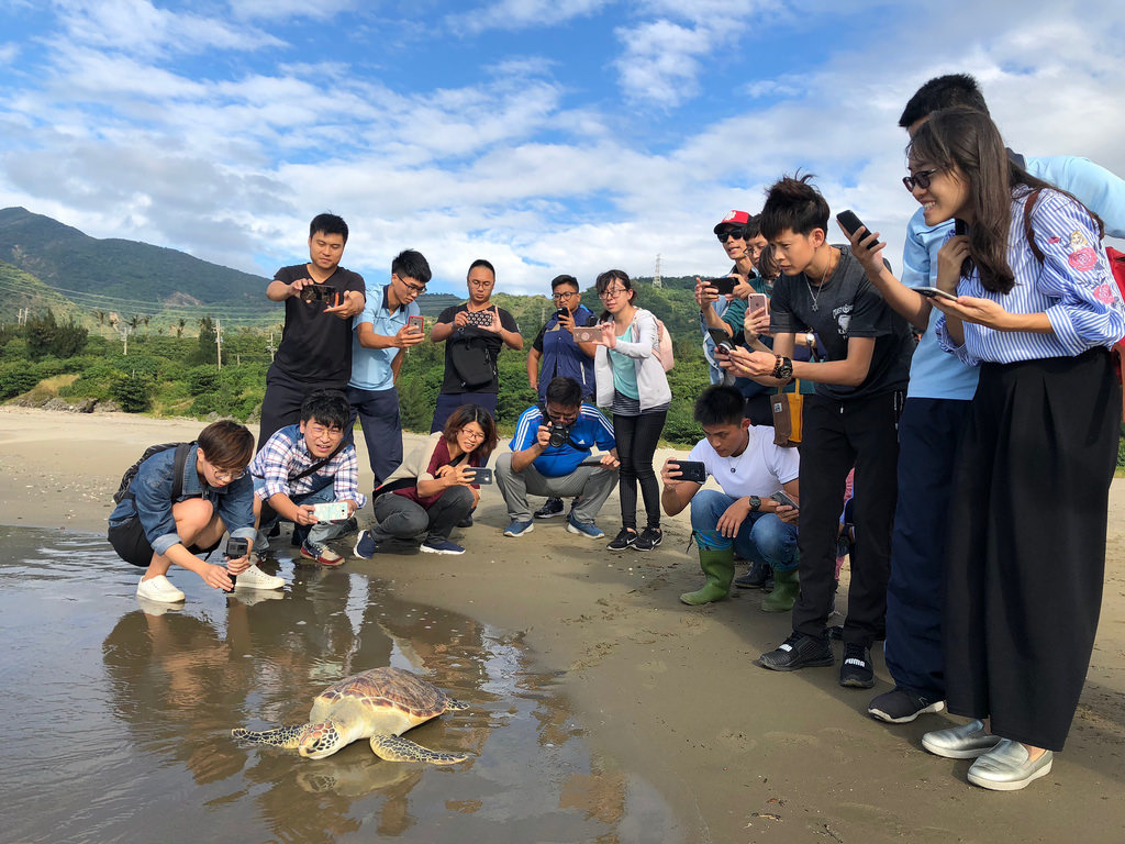 救傷海龜有八成機會重返大海,關鍵在於第一線人員處置得當。圖片來源:海保署提供