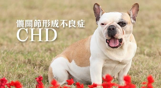 髖關節鬆弛易造成狗狗在行走、跳 躍、跑步時不穩定，進而造成骨頭磨損。哈寵誌/提供