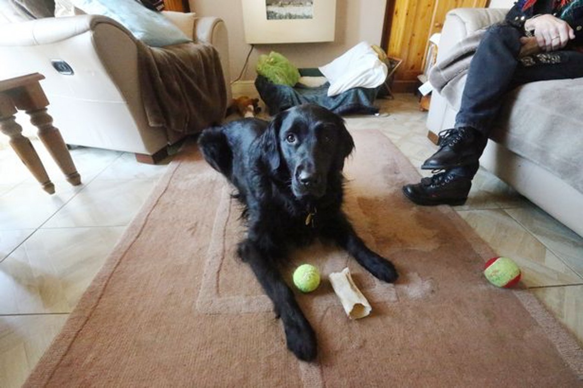 Emma是Rowena的第3隻導盲犬,但現在已退役。(Daily Post Wales)