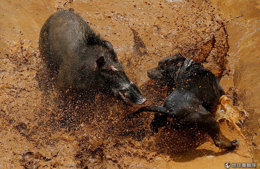 在印尼西爪哇省的村落，一隻狗和野豬在賽場上大打出手，牠們正在進行「野豬打鬥」。 路透社