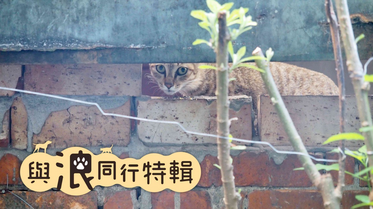 浪貓因為各種原因遊走街頭，與人類生活在同一片土地上，我們對浪貓有多了解與友善，我們就更能發展出讓彼此溫暖與療癒的正循環關係。（圖片／白宜君攝）